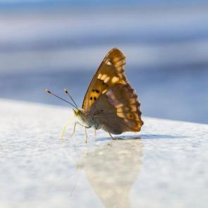 ������ ���� � �������