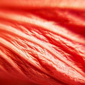 ���� ��������: 