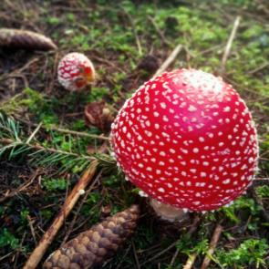 ���� ��������: � ��������� ����