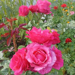 ���� ��������: ����