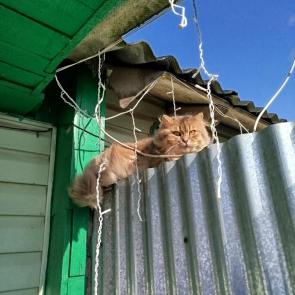 ����: ���