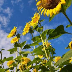 ����: ����������