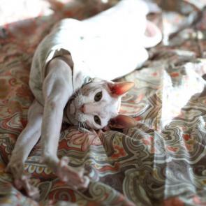 ����: ������ ����