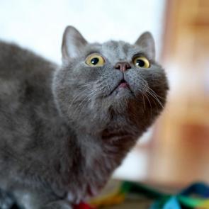 ����: ������