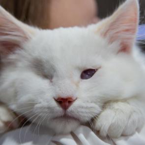 ����: ���������