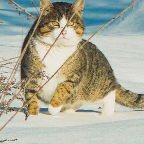 ����: �� �����