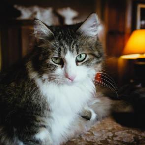 ���� ��������: 