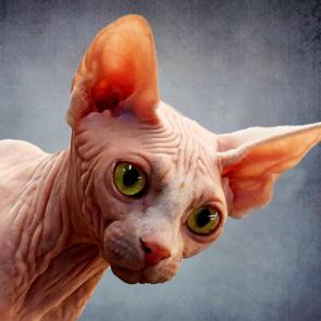 ����: ����������� ������