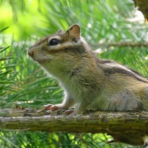 ����: �����������