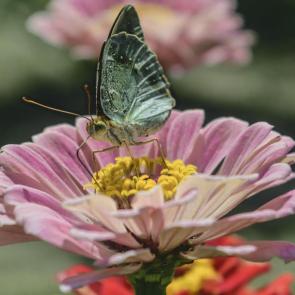 ������ ���� � �������