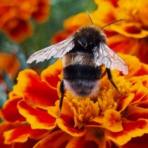 ���� ��������: 