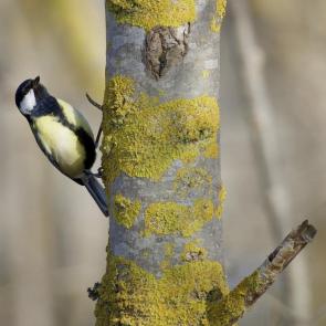 ����: ����������)