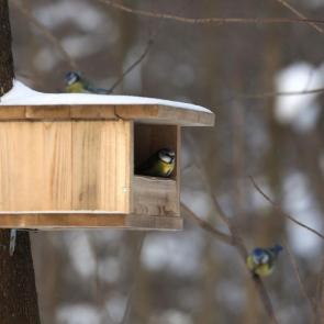 ����: ������ �������� �����