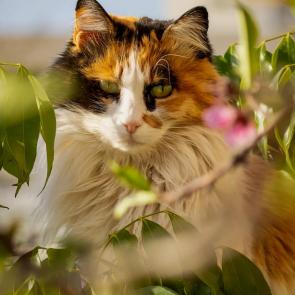 ����: �������