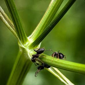 ��������� � ����� �� ����������