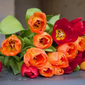 ���� ��������: �����