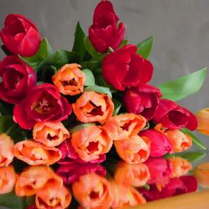 ����: �������