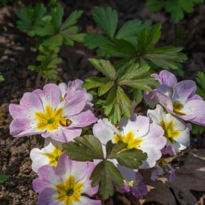 ���� ��������: 