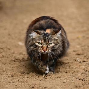 ����: ��������� 