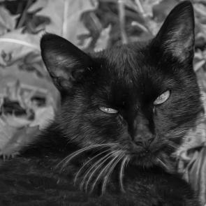 ����: ������, ������� ��������� � ����