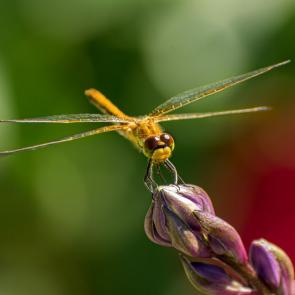 ���� ��������: ��������� ��������