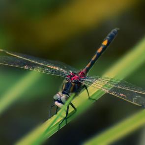 ����: ��������-���������� ���������