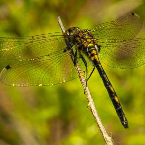 ����: �������� ����� �������