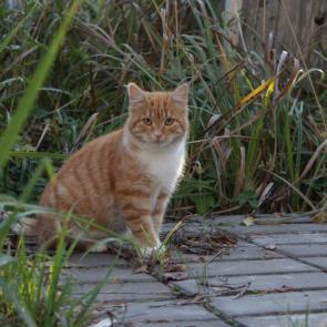 ����: ������� ����� �� ����