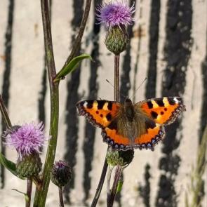 ����: �������