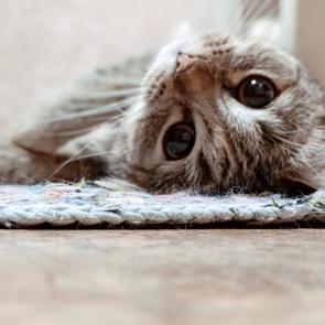 ����: ����� ���������, ��� �� ����� 