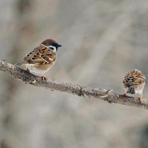 ���� ��������: 