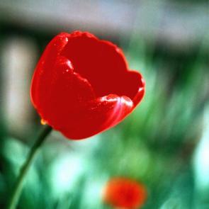 ����: �������