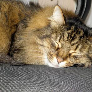 ����: ������ ���