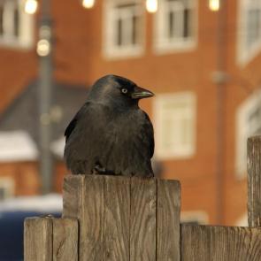 ���� ��������: 