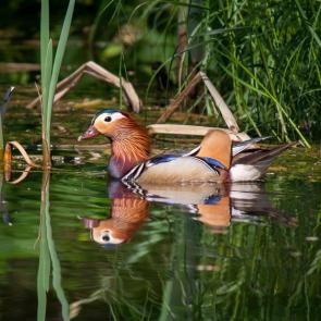 �������� �����