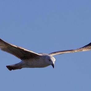 ���� ��������: ������ 