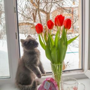 ����: ����� ��� �����