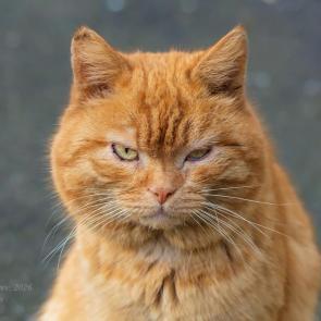 ����: �����