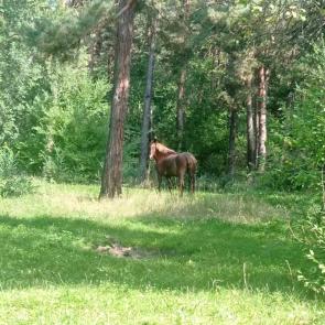 ����: ����������