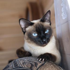 ������� �����