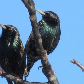 ����: �����������