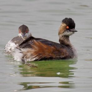 ����: �������