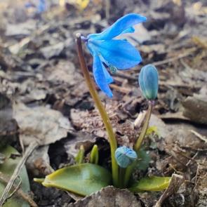 ����� ����� �������