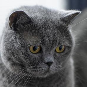 ����: ���������