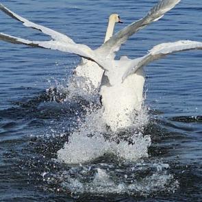 ���� ��������: 