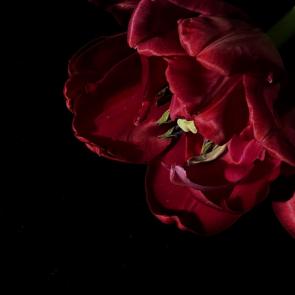 ����: �������� �������� 