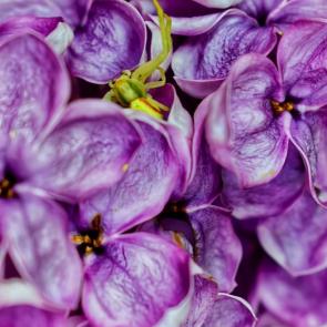 ����: ������