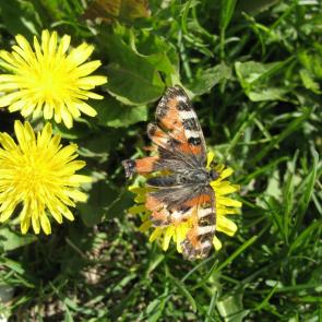 ����: �������� ���� 