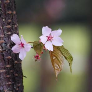 ��������� �������