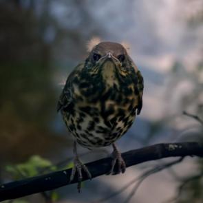 �������� �����